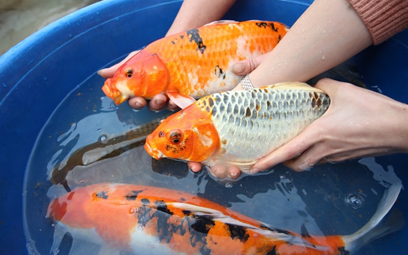 Mo-thay-bat-duoc-ca-koi