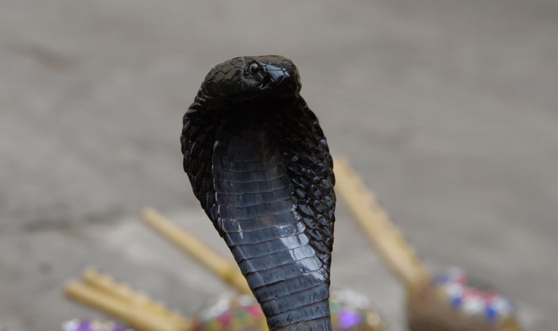 Mộng thấy rắn hổ mang đen